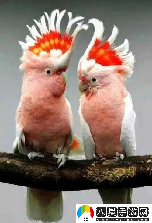 綁定超級胬肉系統(tǒng)