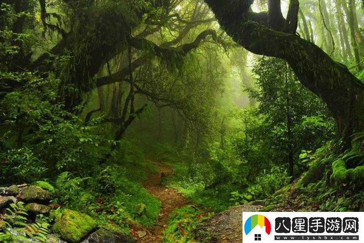 走進你的森林，探尋神秘自然
