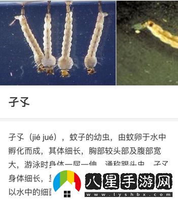 子孓是哪種動(dòng)物的幼蟲(chóng)