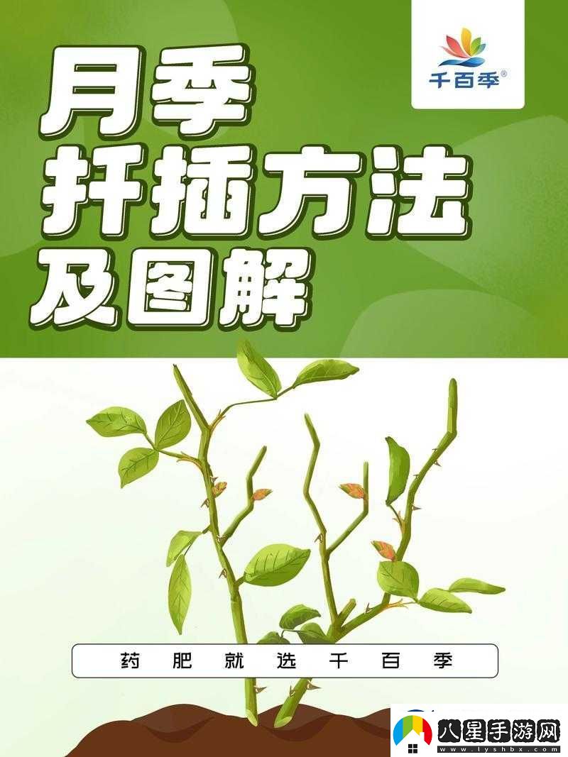 扦插過(guò)程視頻