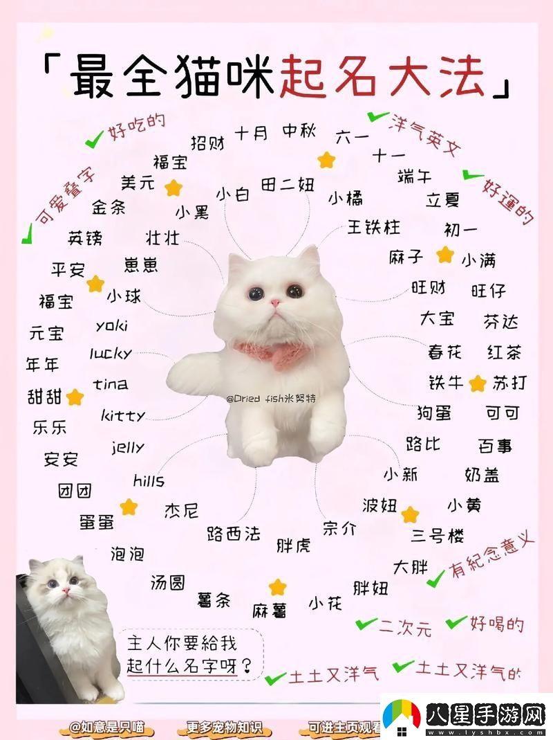 探索貓咪的樂園——喵咪最新地域名推薦青松資訊