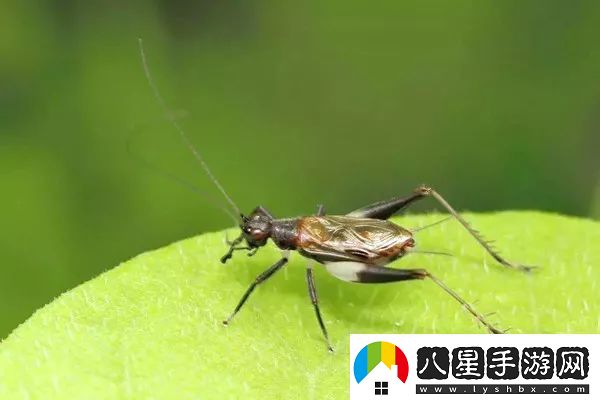 鳴蟲叫聲多樣性