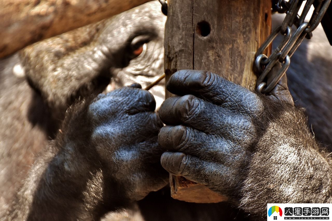 英雄聯(lián)盟中的猴子角色